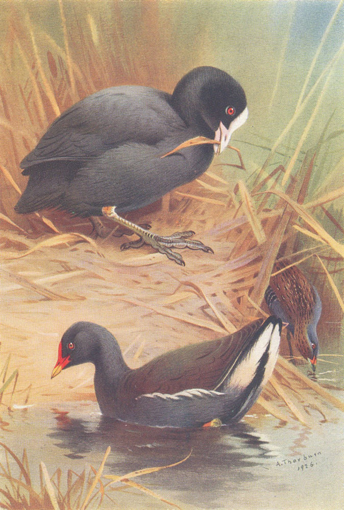 BRITISH BIRDS. Coot Moor-Hen; Baillon's Crake. THORBURN 1926 old vintage print